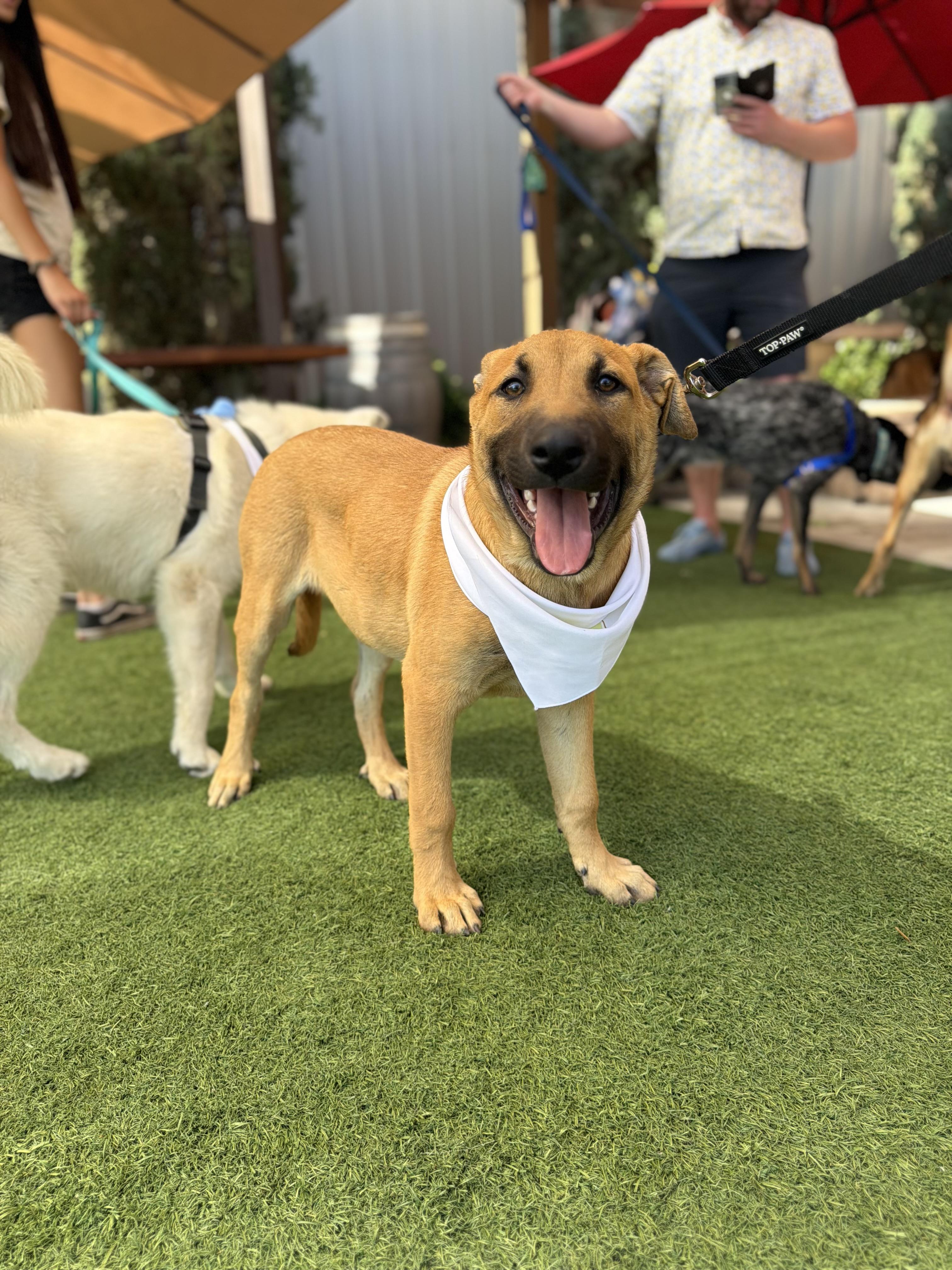 Enlarge Zuko, a Adoptable Belgian Shepherd / Malinois in Perris, CA image 2/4