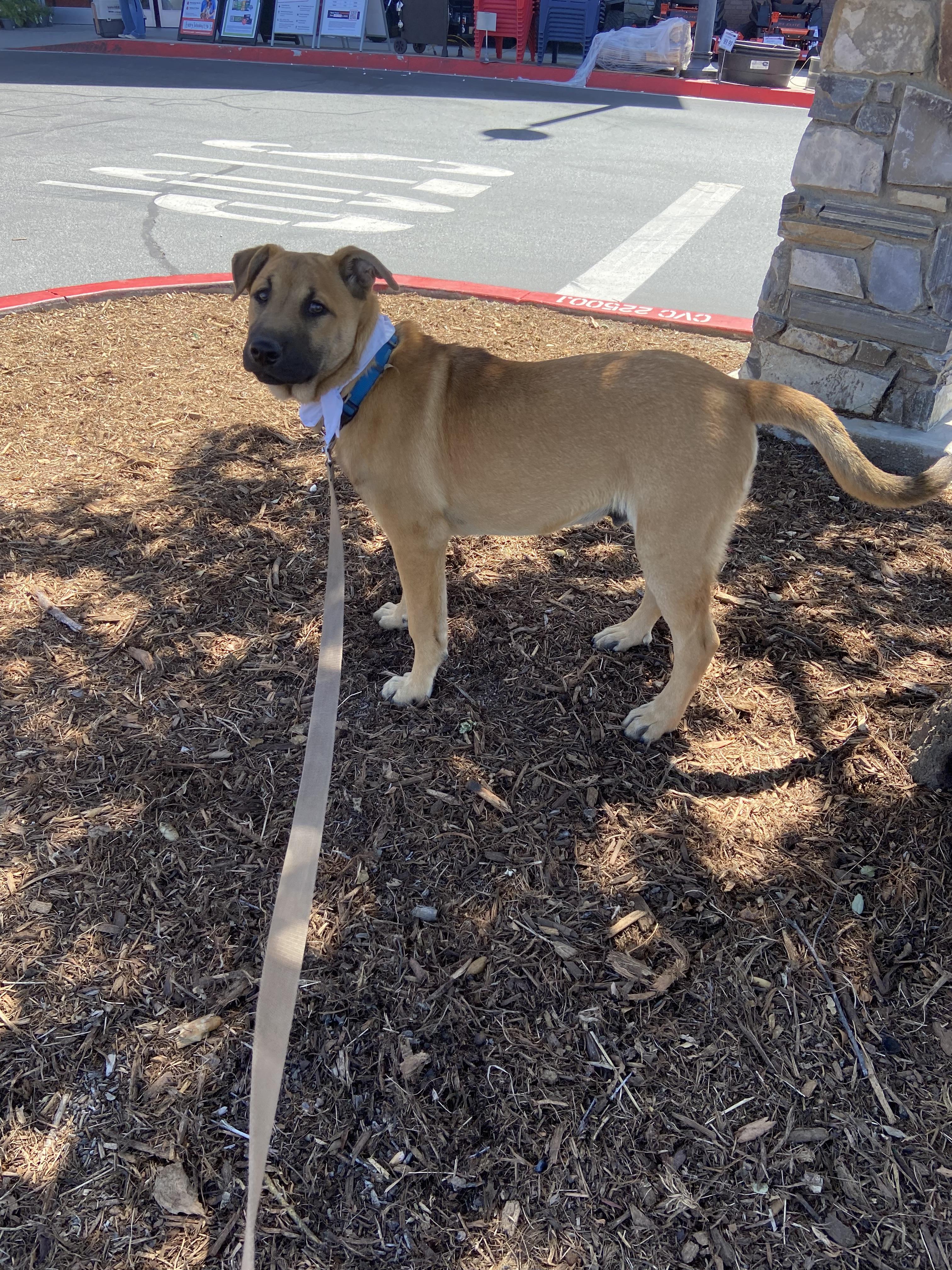 Enlarge Zuko, a Adoptable Belgian Shepherd / Malinois in Perris, CA image 3/4