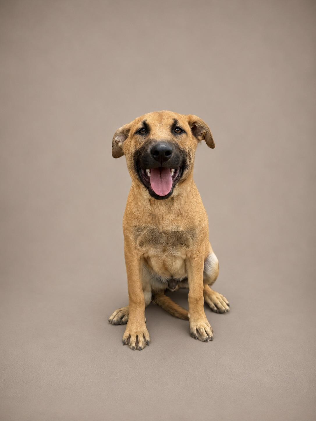 Enlarge Zuko, a Adoptable Belgian Shepherd / Malinois in Perris, CA image 1/4