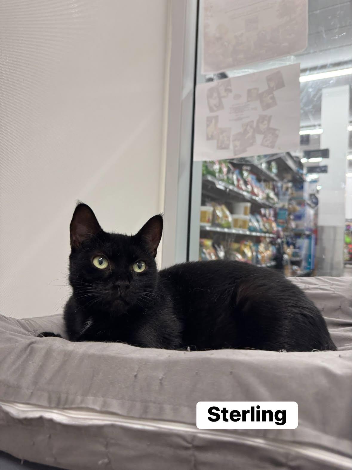 Enlarge Sterling, a Adoptable Domestic Short Hair in Staten Island, NY image 1/1