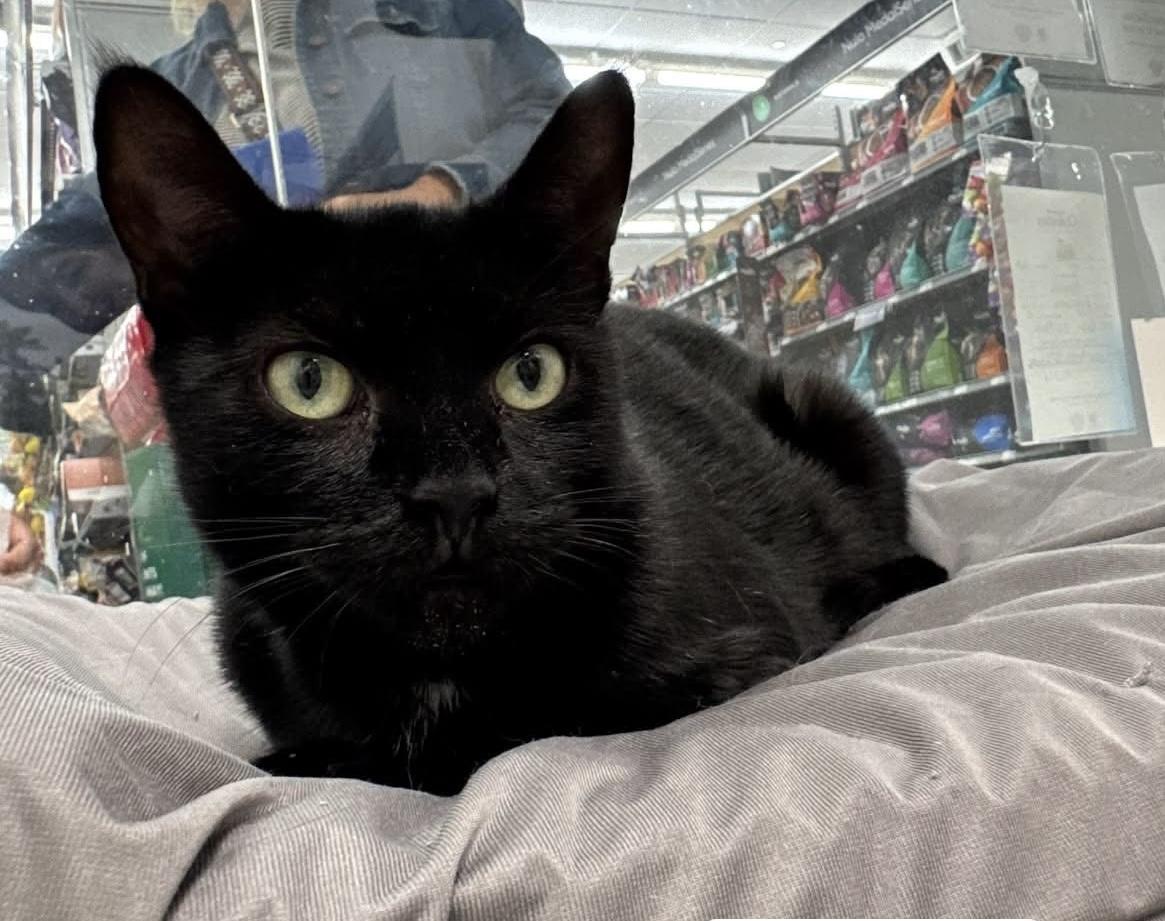 Sterling, Adoptable, Young Female Domestic Short Hair.
