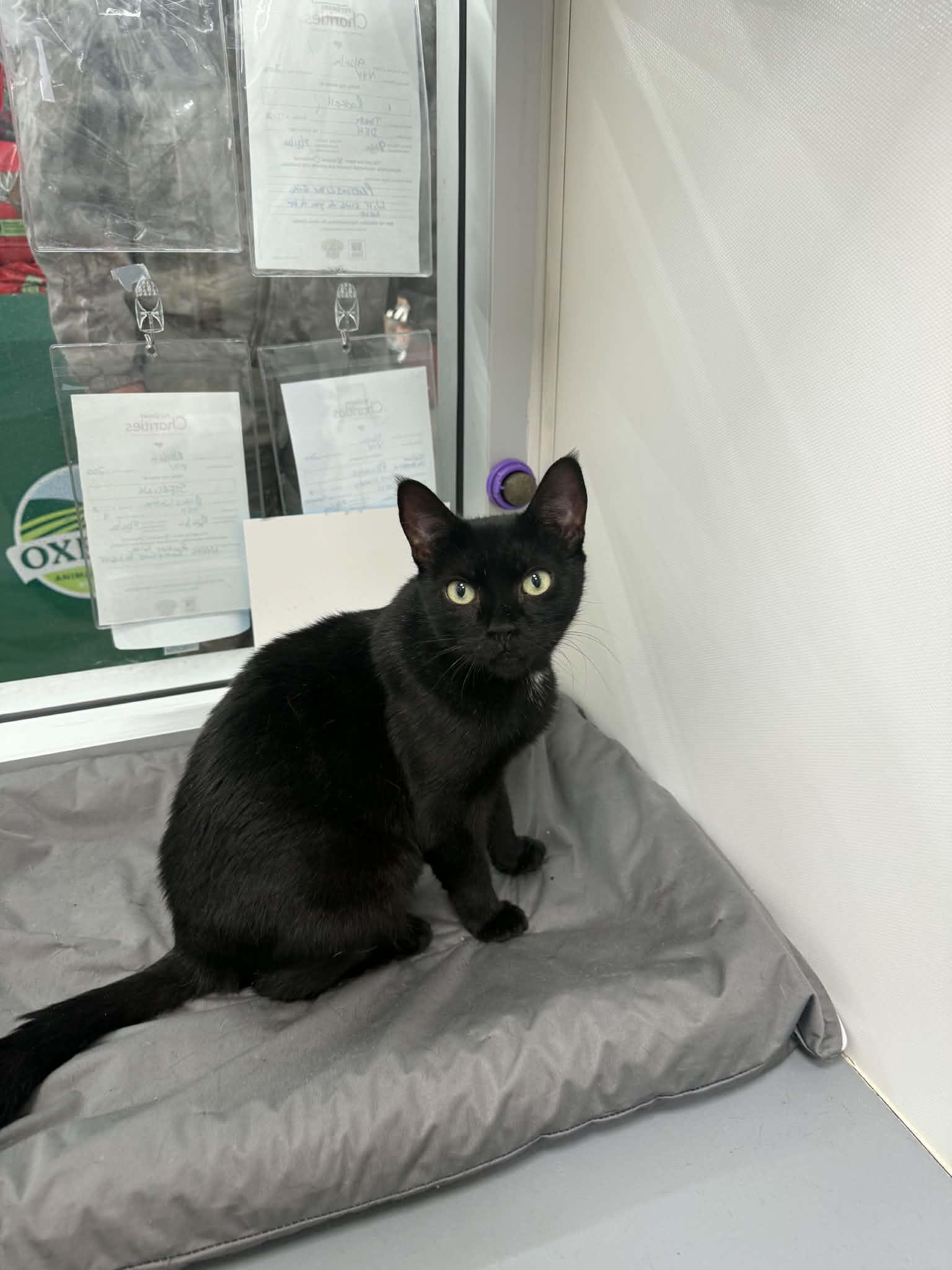Enlarge Sterling, a Adoptable Domestic Short Hair in Staten Island, NY image 3/3