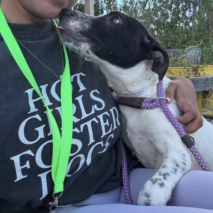 Petey (Poseidon), Adoptable, Young Male Pointer.