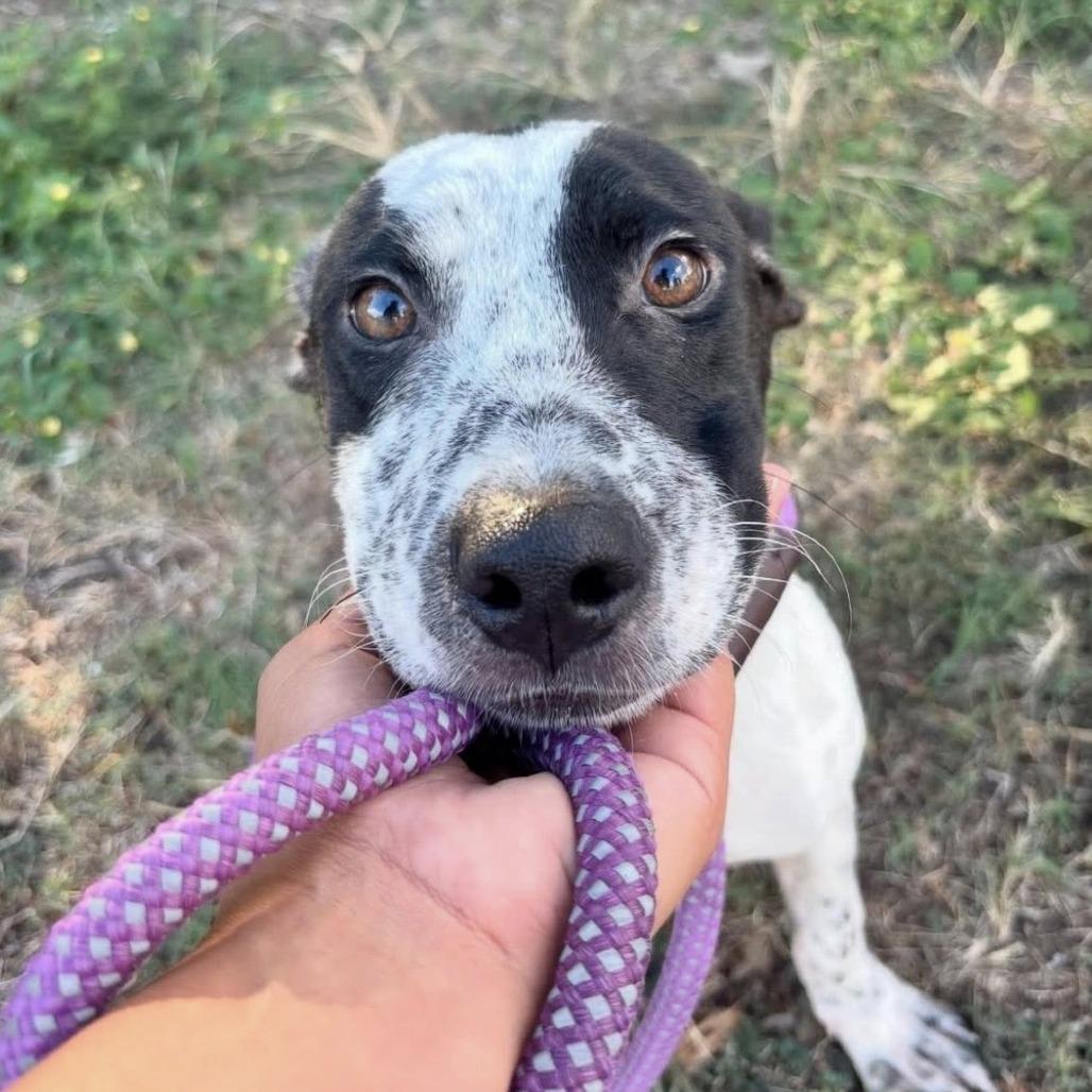 Petey (Poseidon), a Adoptable Pointer in Napa, CA image 2/6