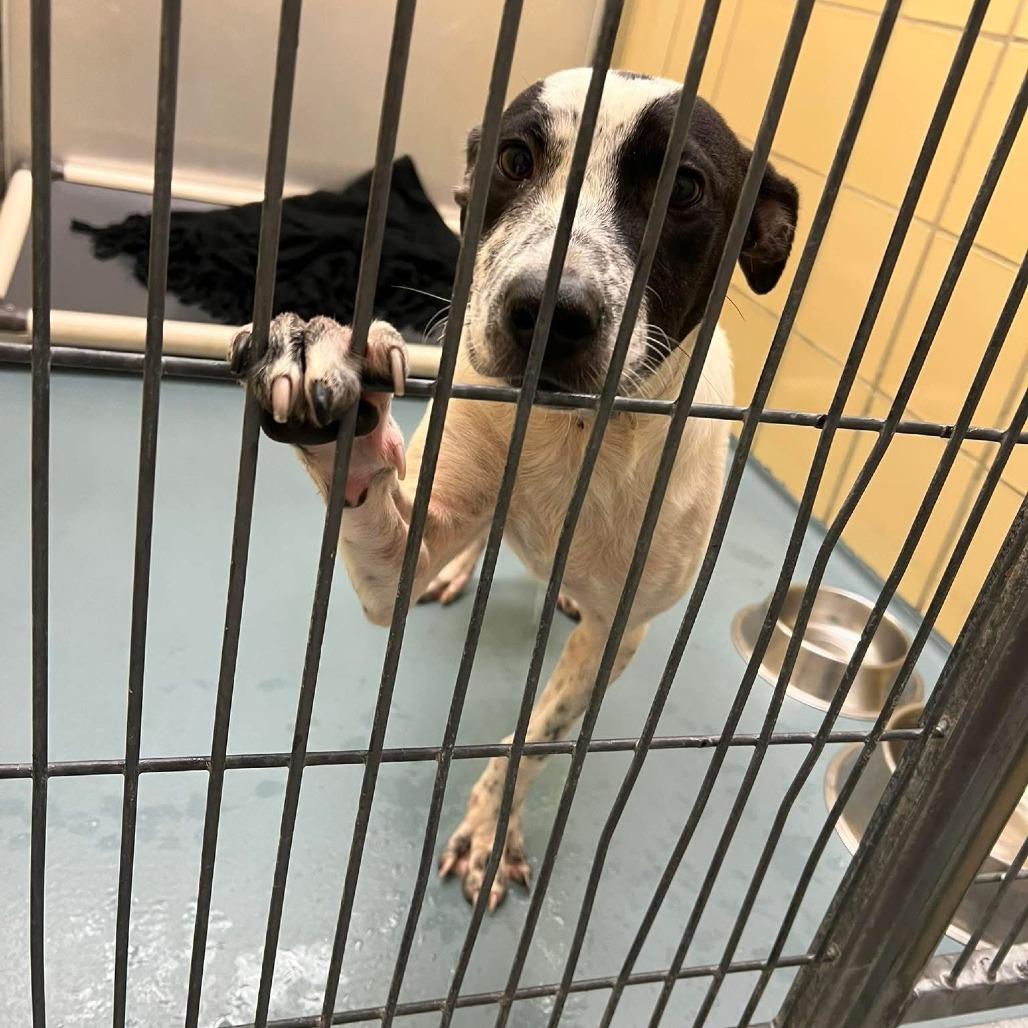 Petey (Poseidon), a Adoptable Pointer in Napa, CA image 3/6