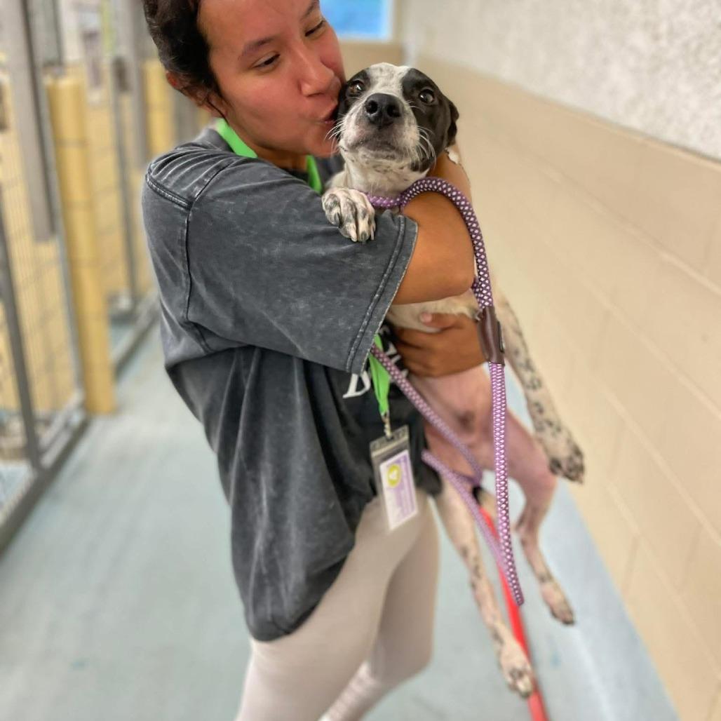 Petey (Poseidon), a Adoptable Pointer in Napa, CA image 4/6