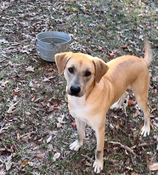 Champ, an adoptable Labrador Retriever, Hound in Cullman, AL, 35058 | Photo Image 4