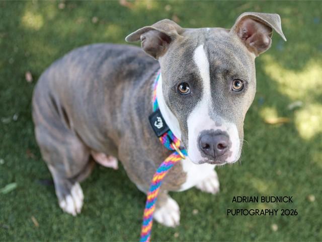Marzipan, Adoptable, Adult Female Mixed Breed.