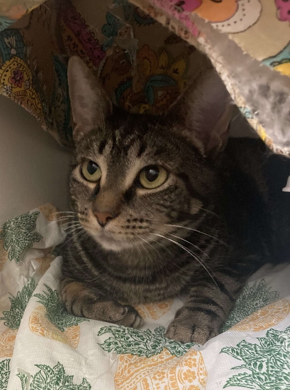 Willow, Adoptable, Young Female Domestic Short Hair.