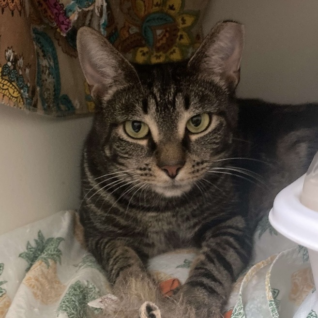 Willow, a Adoptable mixed breed in Kenhorst, PA image 3/3