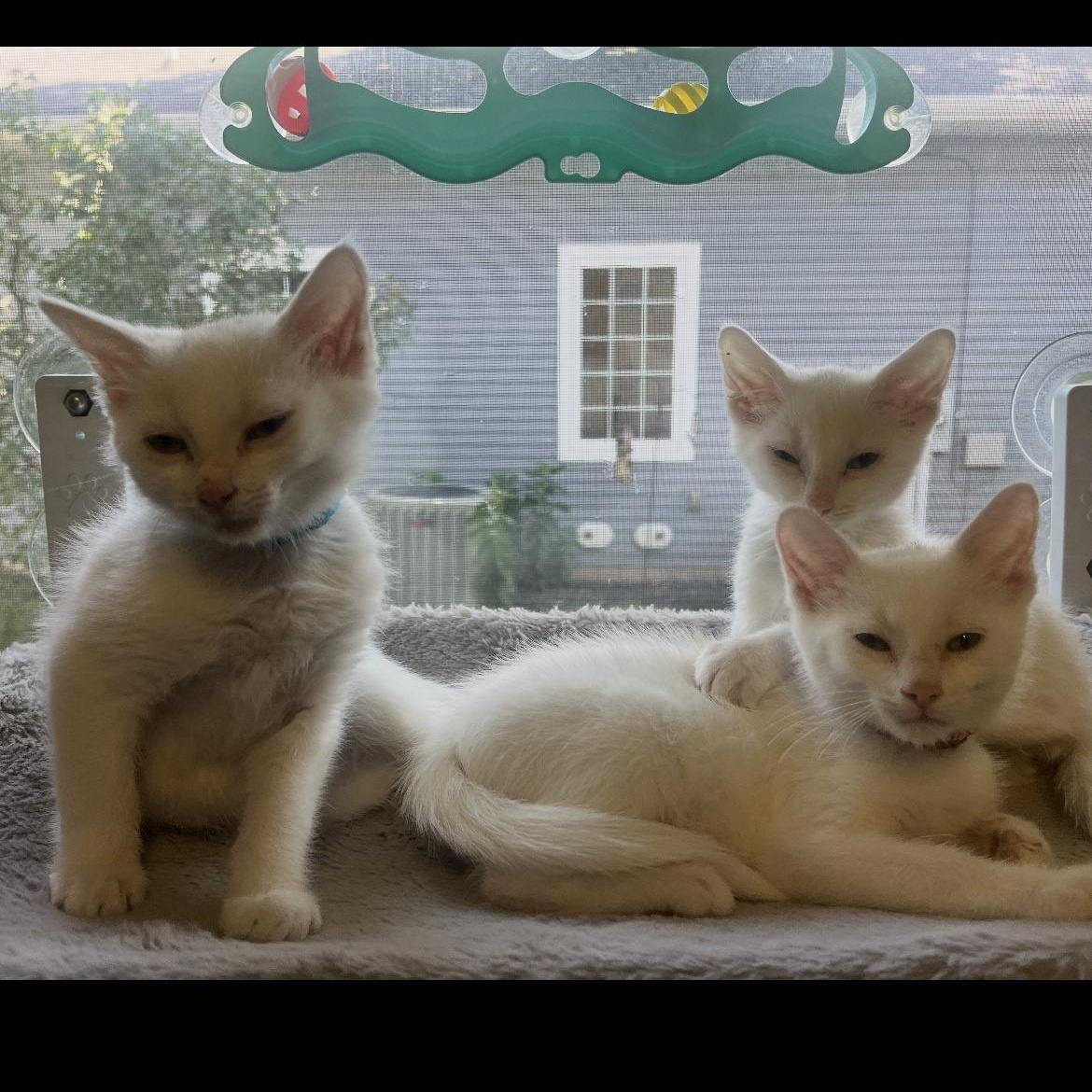 Alto, a Adoptable Domestic Short Hair in Brockport, NY image 4/4