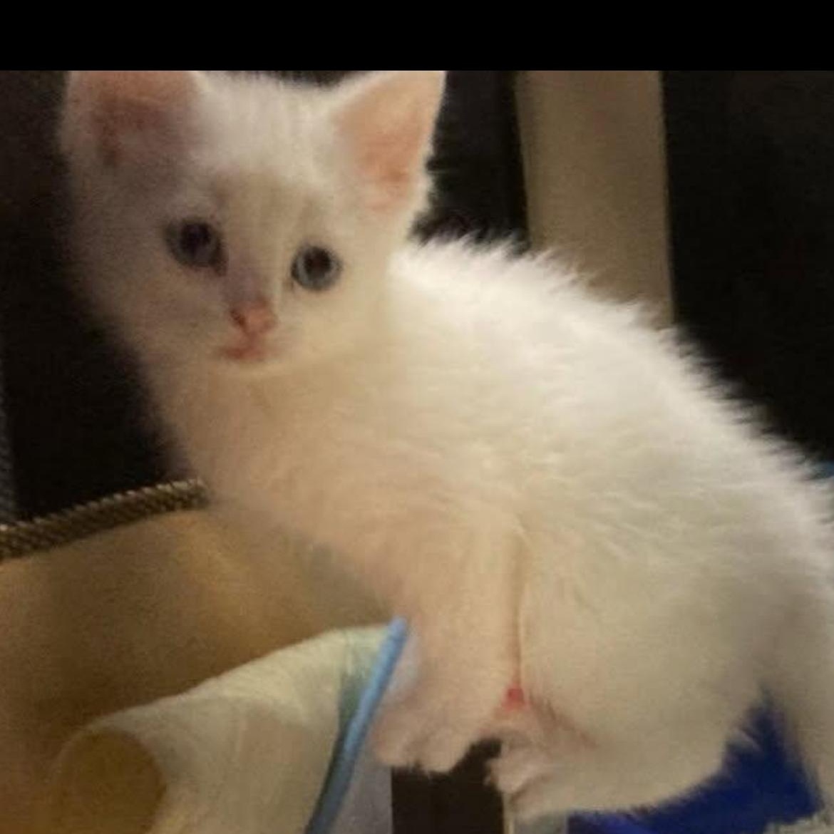 Alto, Adoptable, Kitten Male Domestic Short Hair.