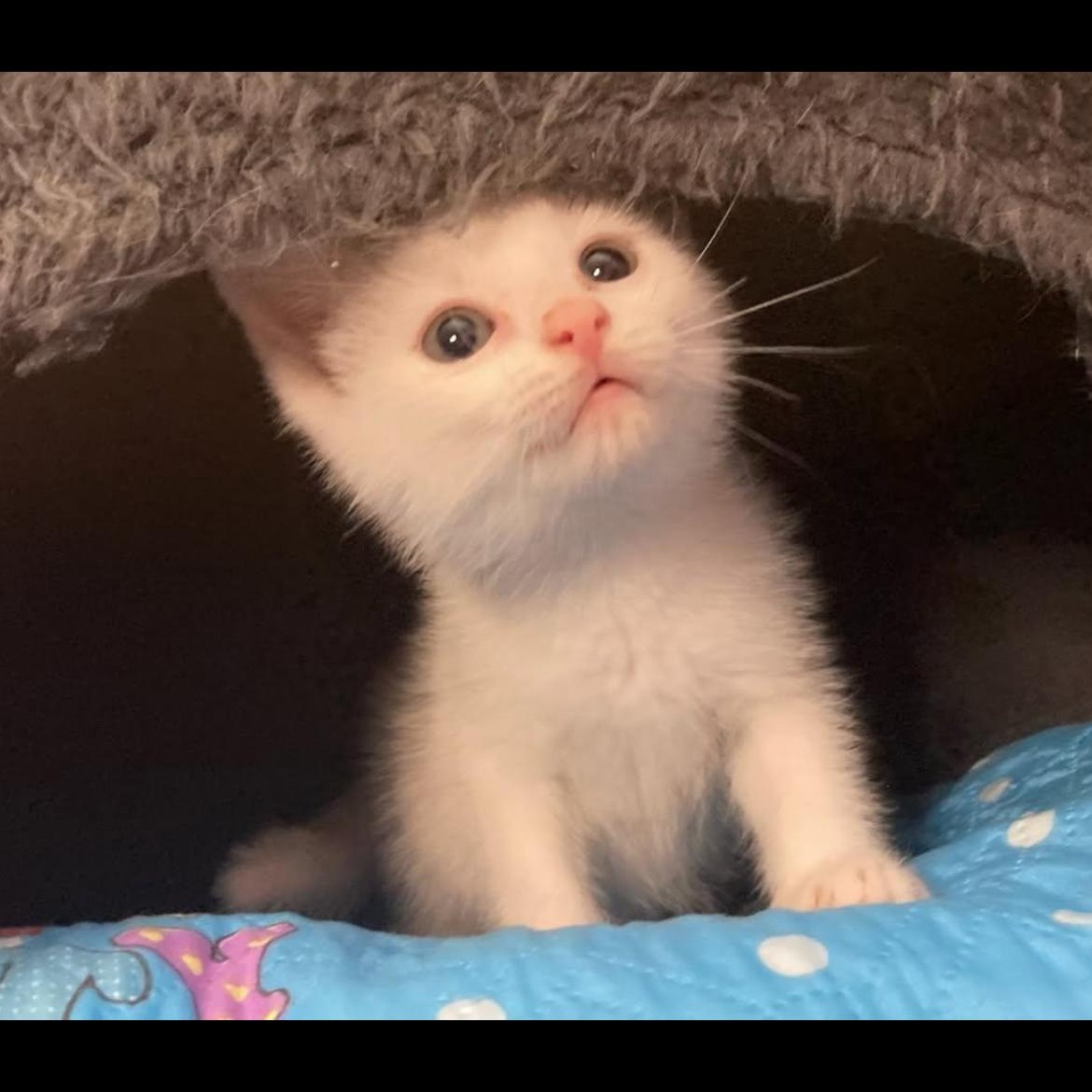 Alto, a Adoptable Domestic Short Hair in Brockport, NY image 3/4