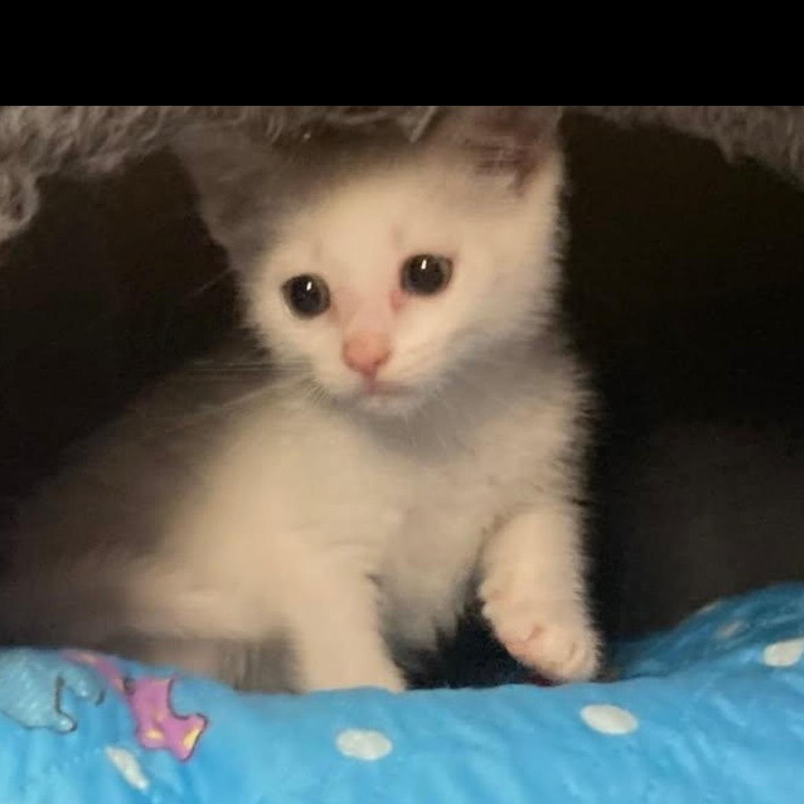 Alto, a Adoptable Domestic Short Hair in Brockport, NY image 2/4