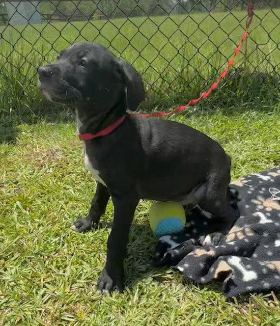 Enlarge Cameron, a Adoptable Labrador Retriever in Tarrytown, GA image 1/3
