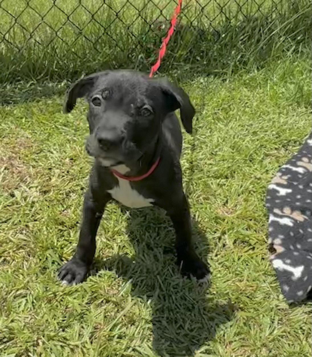 Enlarge Cameron, a Adoptable Labrador Retriever in Tarrytown, GA image 2/3