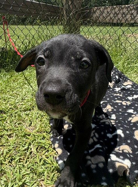 Enlarge Cameron, a Adoptable Labrador Retriever in Tarrytown, GA image 3/3