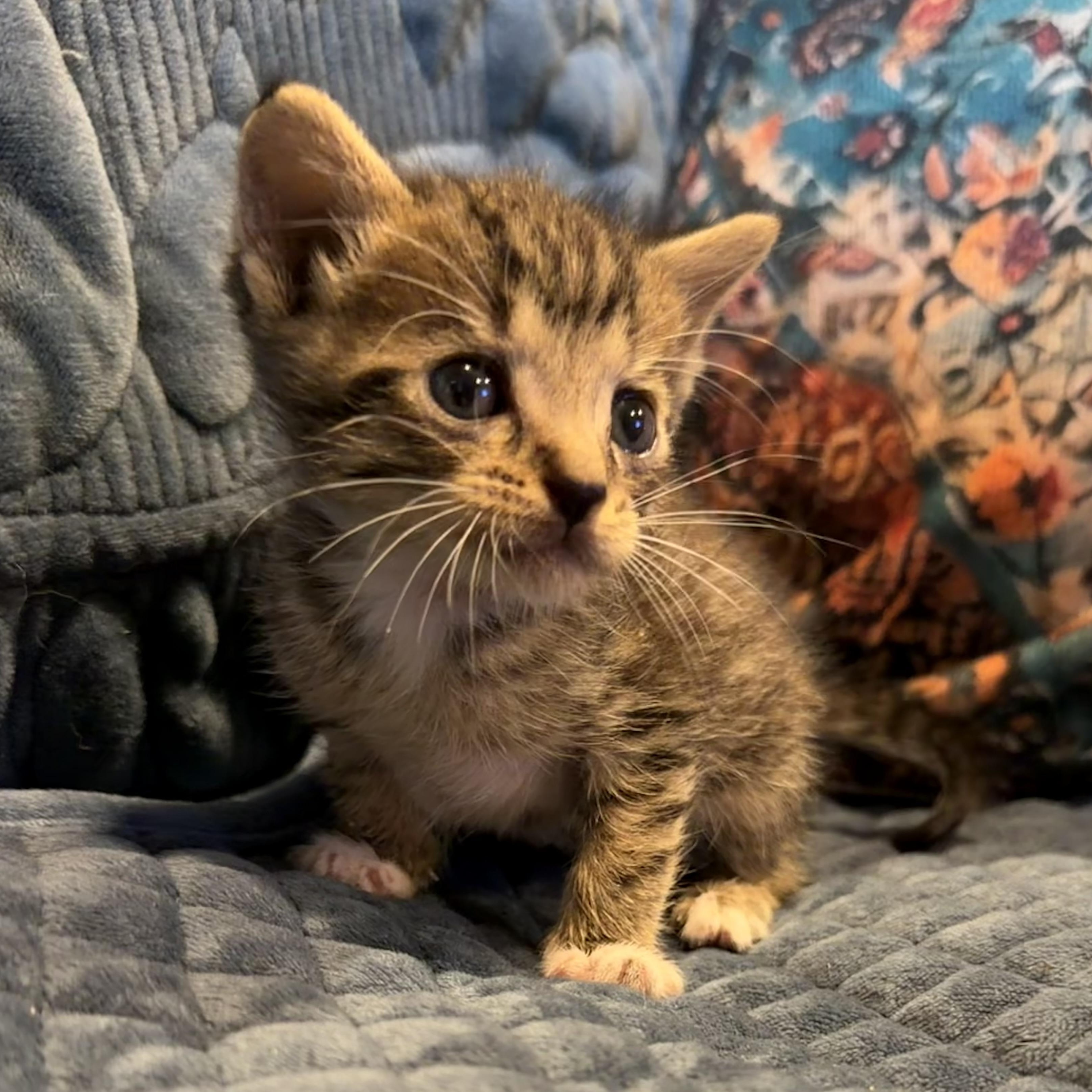 Gabe, Adoptable, Kitten Male Domestic Short Hair.