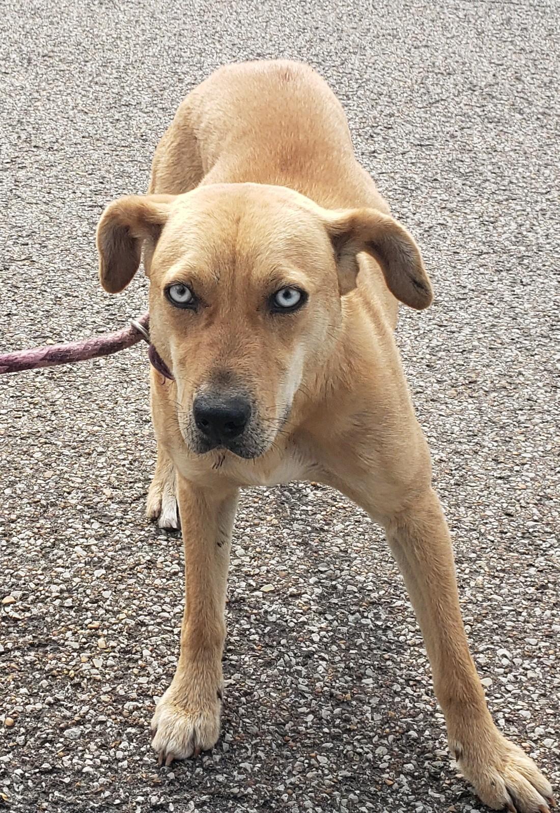 Chelsea, Adoptable, Young Female Labrador Retriever.