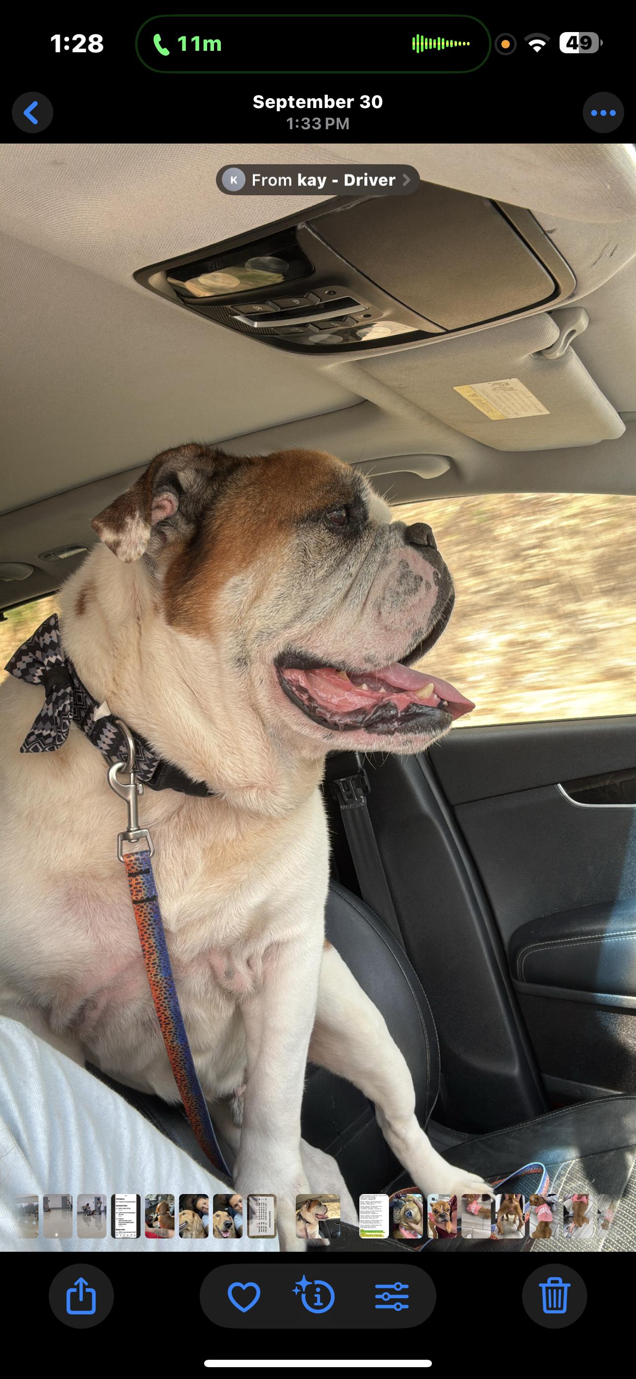 Toofy, Adoptable, Adult Male English Bulldog.