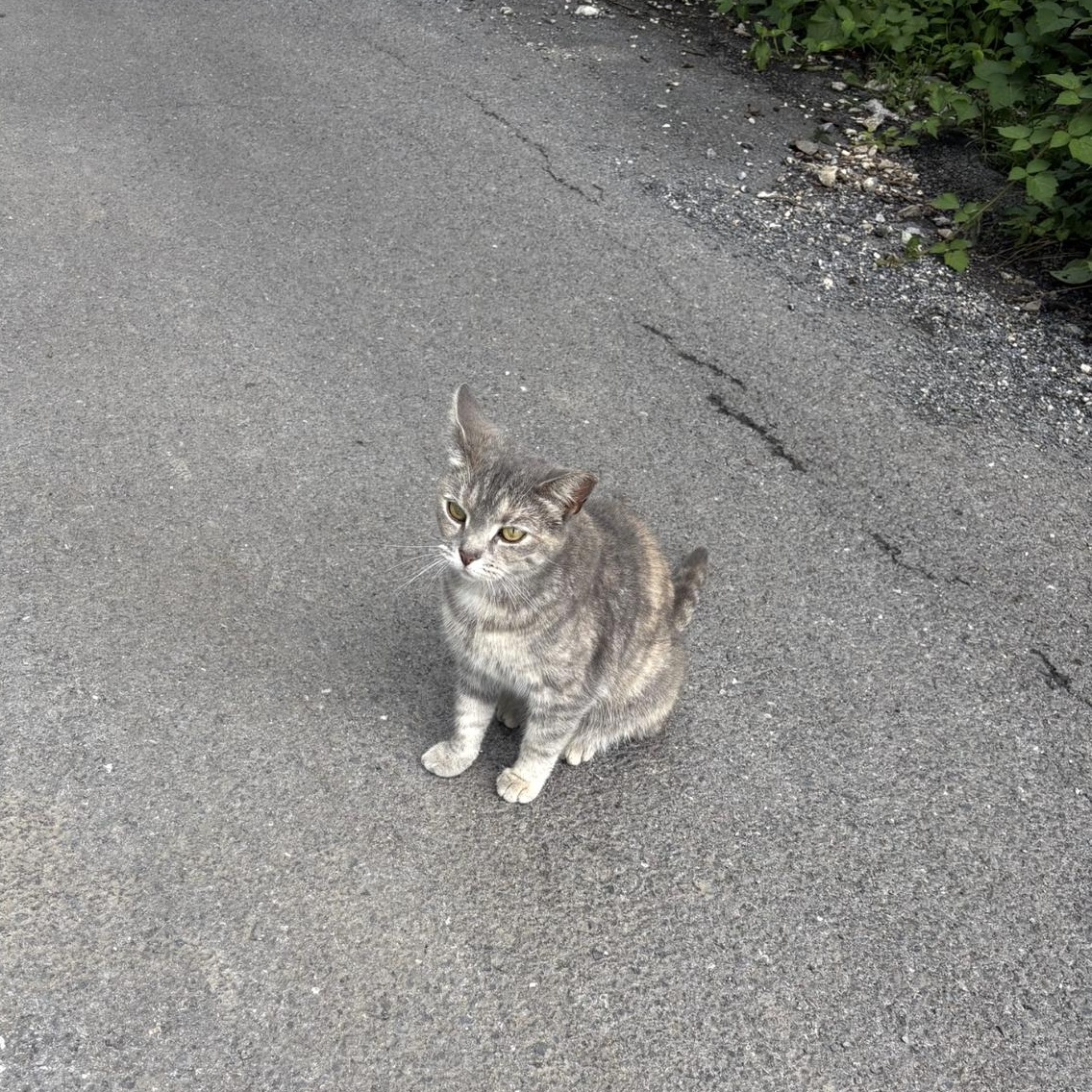 Enlarge Molly, a Adoptable Domestic Short Hair in Limekiln, PA image 1/1