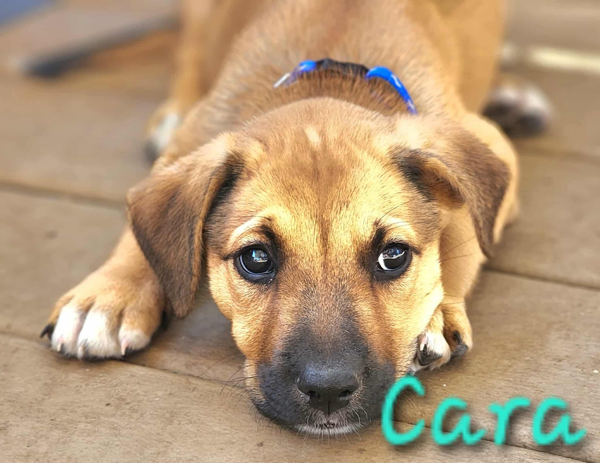 Cara