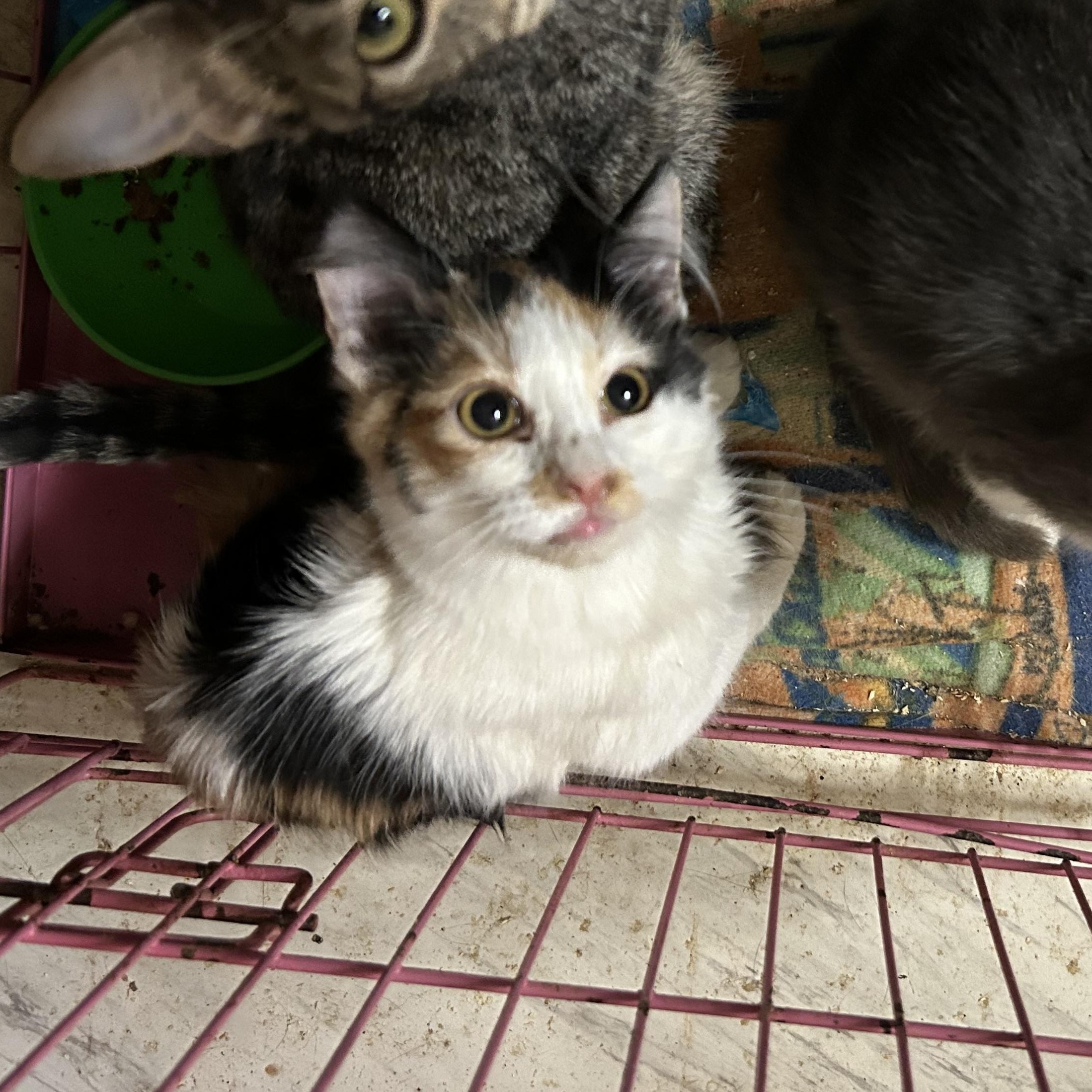 Enlarge Precious, an adopted mixed breed in New Orleans, LA image 2/5