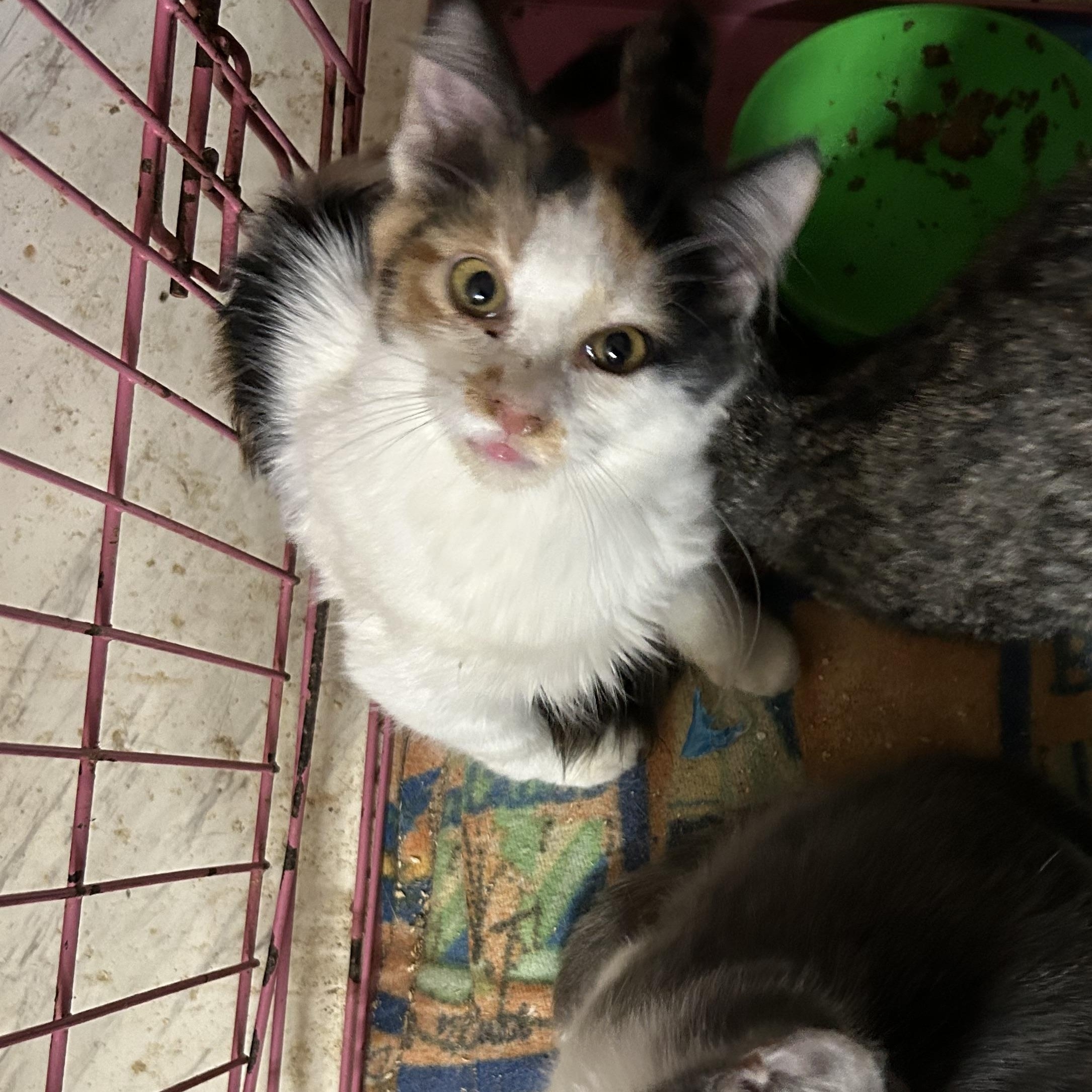 Enlarge Precious, an adopted mixed breed in New Orleans, LA image 5/5