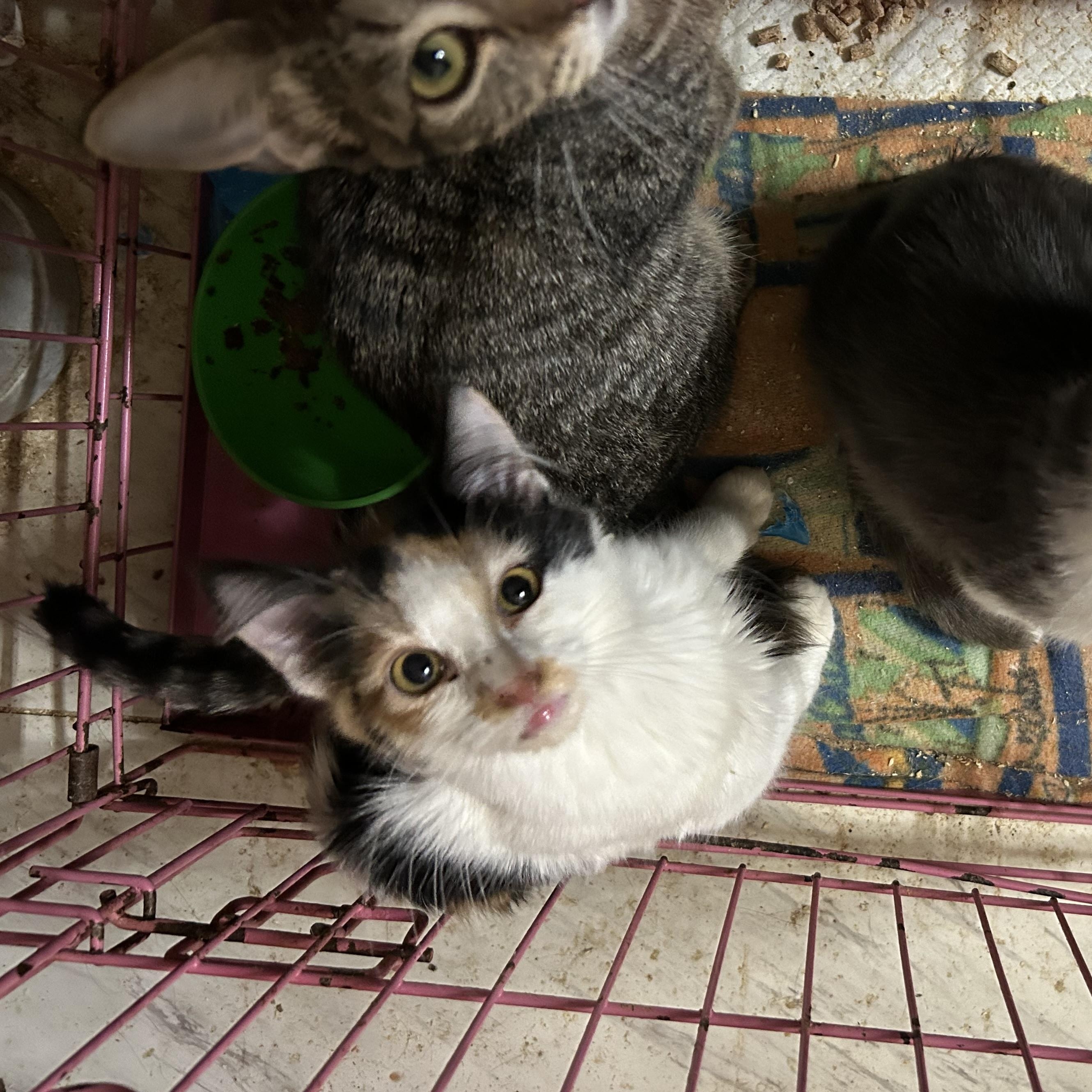 Enlarge Precious, an adopted mixed breed in New Orleans, LA image 4/5