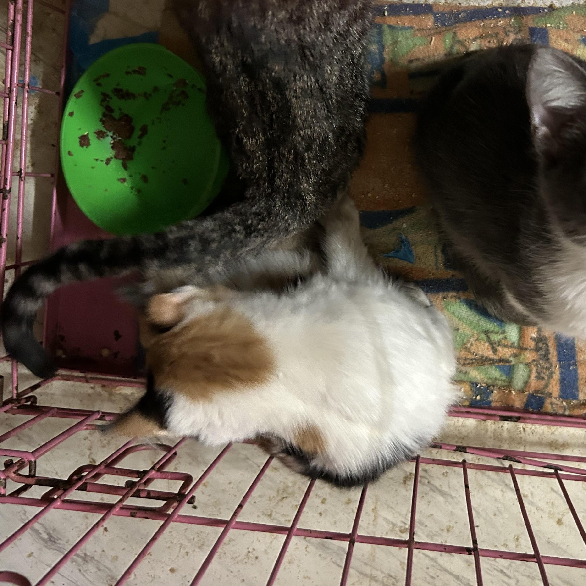 Precious, adopted, Kitten Female Calico & Domestic Medium Hair.