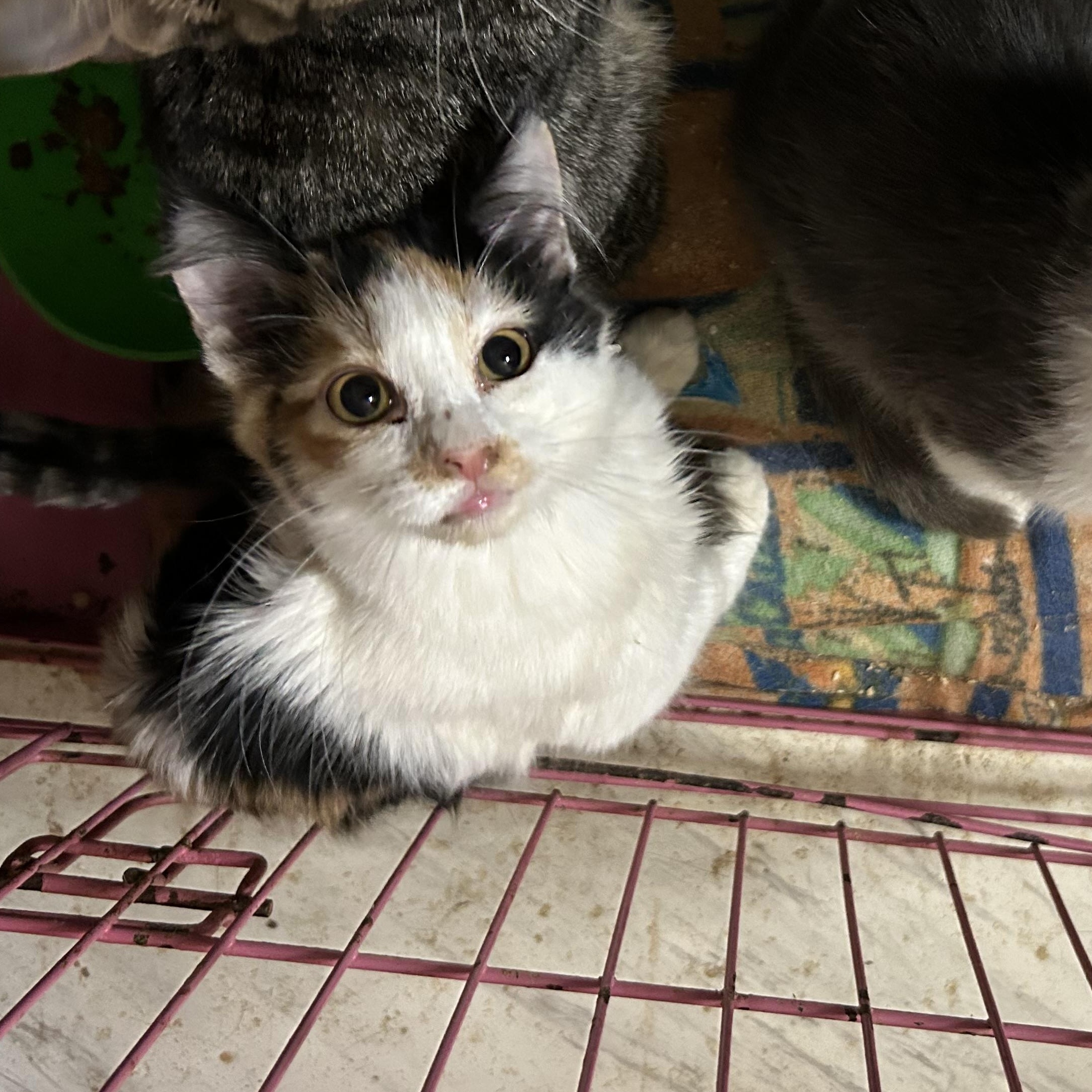 Enlarge Precious, an adopted mixed breed in New Orleans, LA image 3/5