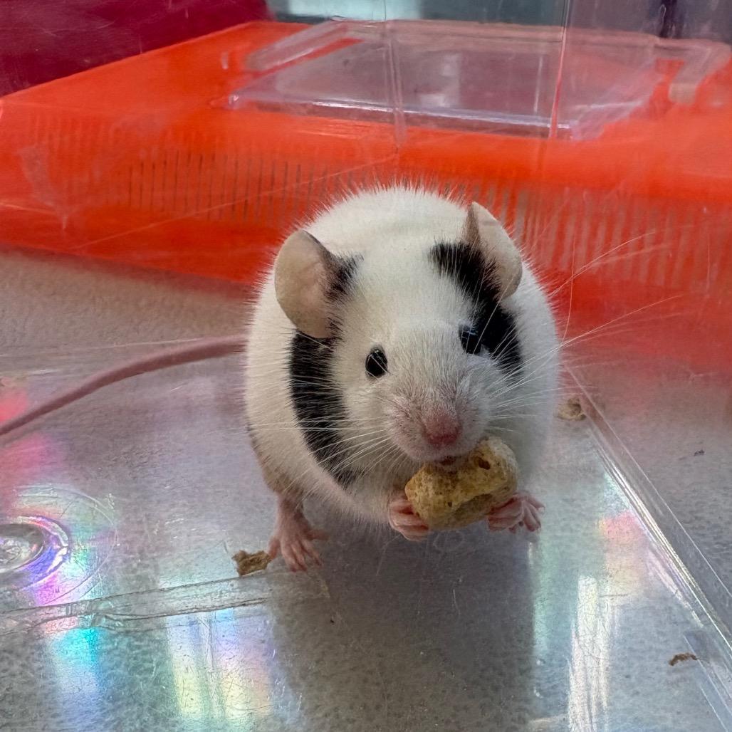 Honglu, Adoptable, Young Male Mouse.