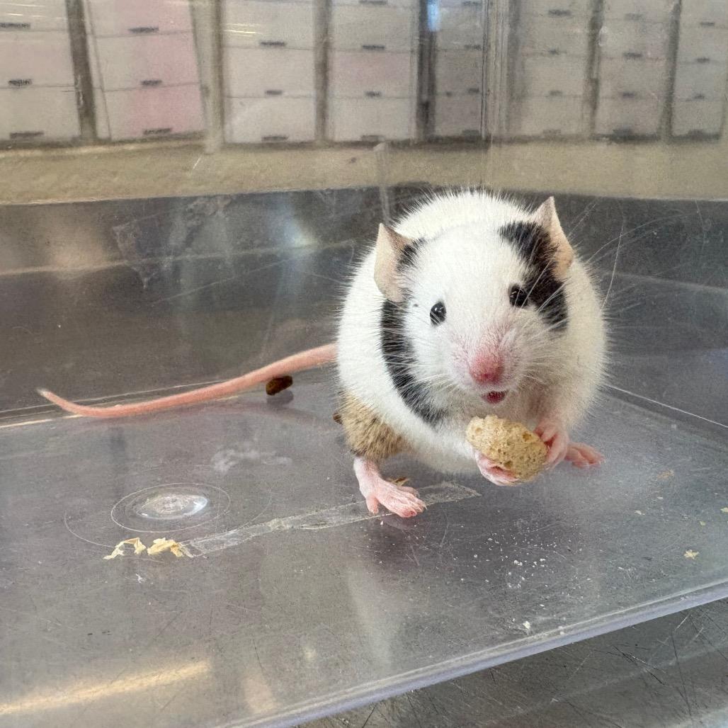 Enlarge Honglu, a Adoptable Mouse in Fairport, NY image 2/4
