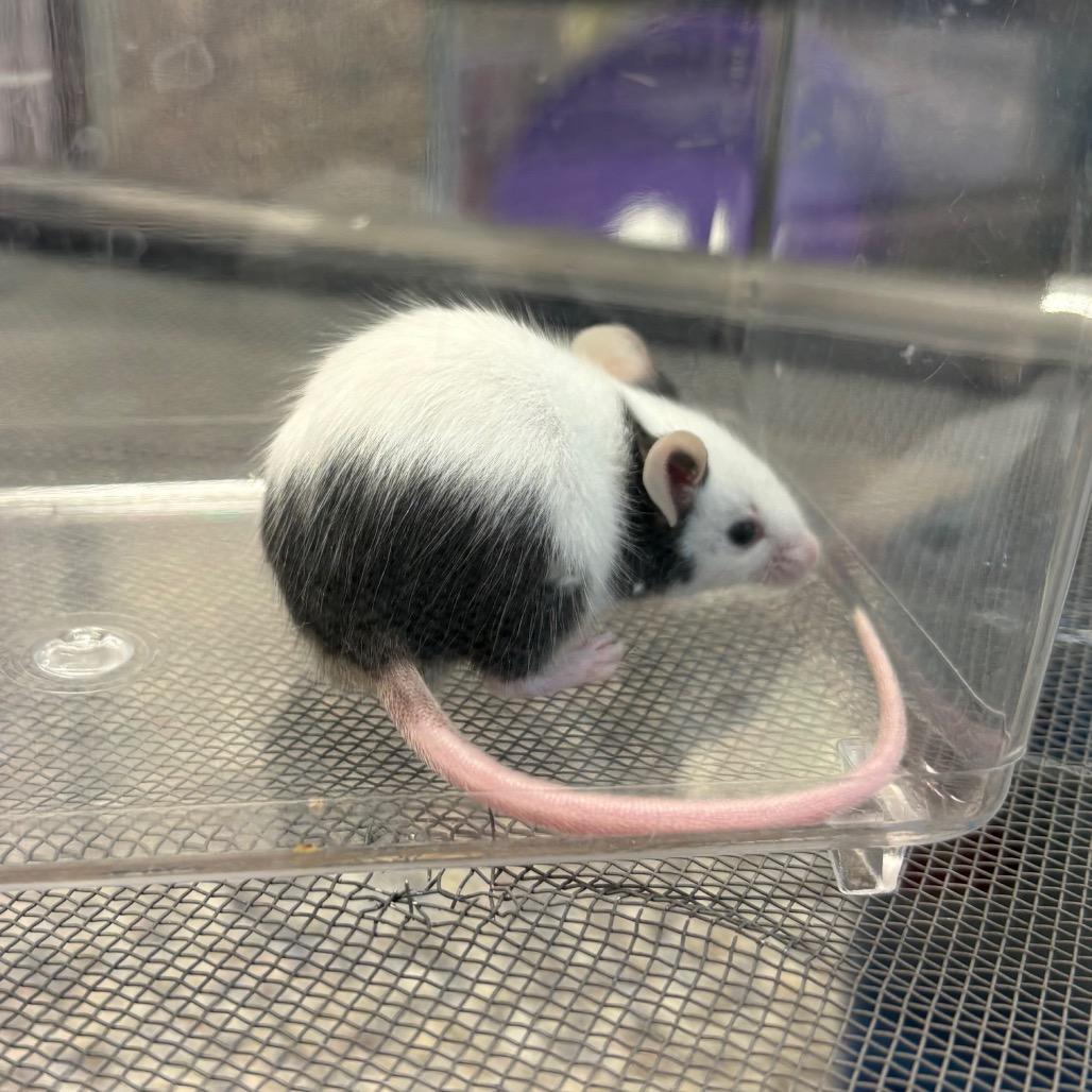 Honglu, a Adoptable Mouse in Fairport, NY image 1/2
