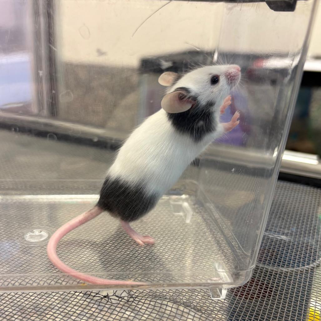 Honglu, a Adoptable Mouse in Fairport, NY image 2/2