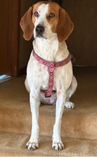 Enlarge Mercy, a ADOPTABLE Treeing Walker Coonhound in Lexington, MA image 4/6