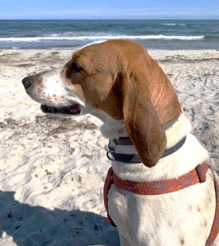 Enlarge Mercy, a ADOPTABLE Treeing Walker Coonhound in Lexington, MA image 2/3