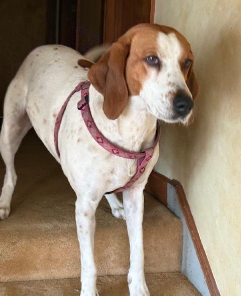 Enlarge Mercy, a ADOPTABLE Treeing Walker Coonhound in Lexington, MA image 5/6