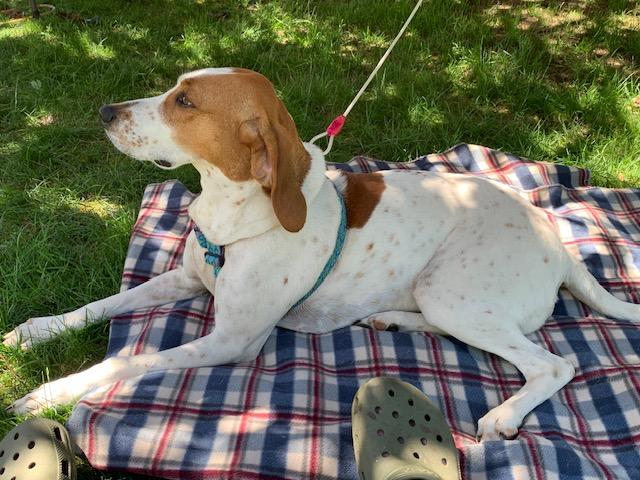 Enlarge Mercy, a ADOPTABLE Treeing Walker Coonhound in Lexington, MA image 1/3