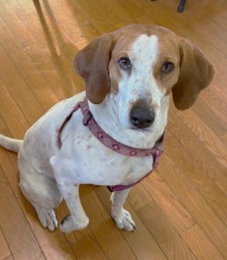 Enlarge Mercy, a ADOPTABLE Treeing Walker Coonhound in Lexington, MA image 6/6
