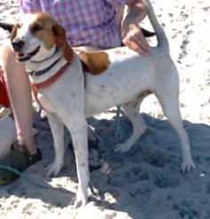 Enlarge Mercy, a ADOPTABLE Treeing Walker Coonhound in Lexington, MA image 3/3