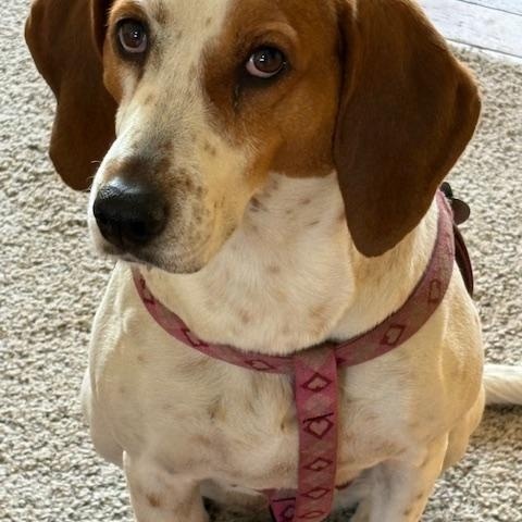 Mercy, ADOPTABLE, Adult Female Treeing Walker Coonhound.