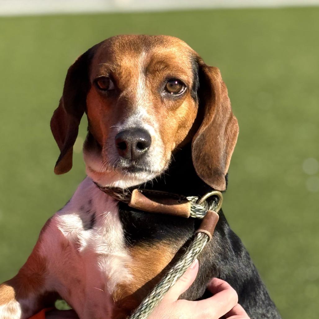 Dolly, Adoptable, Adult Female Beagle.