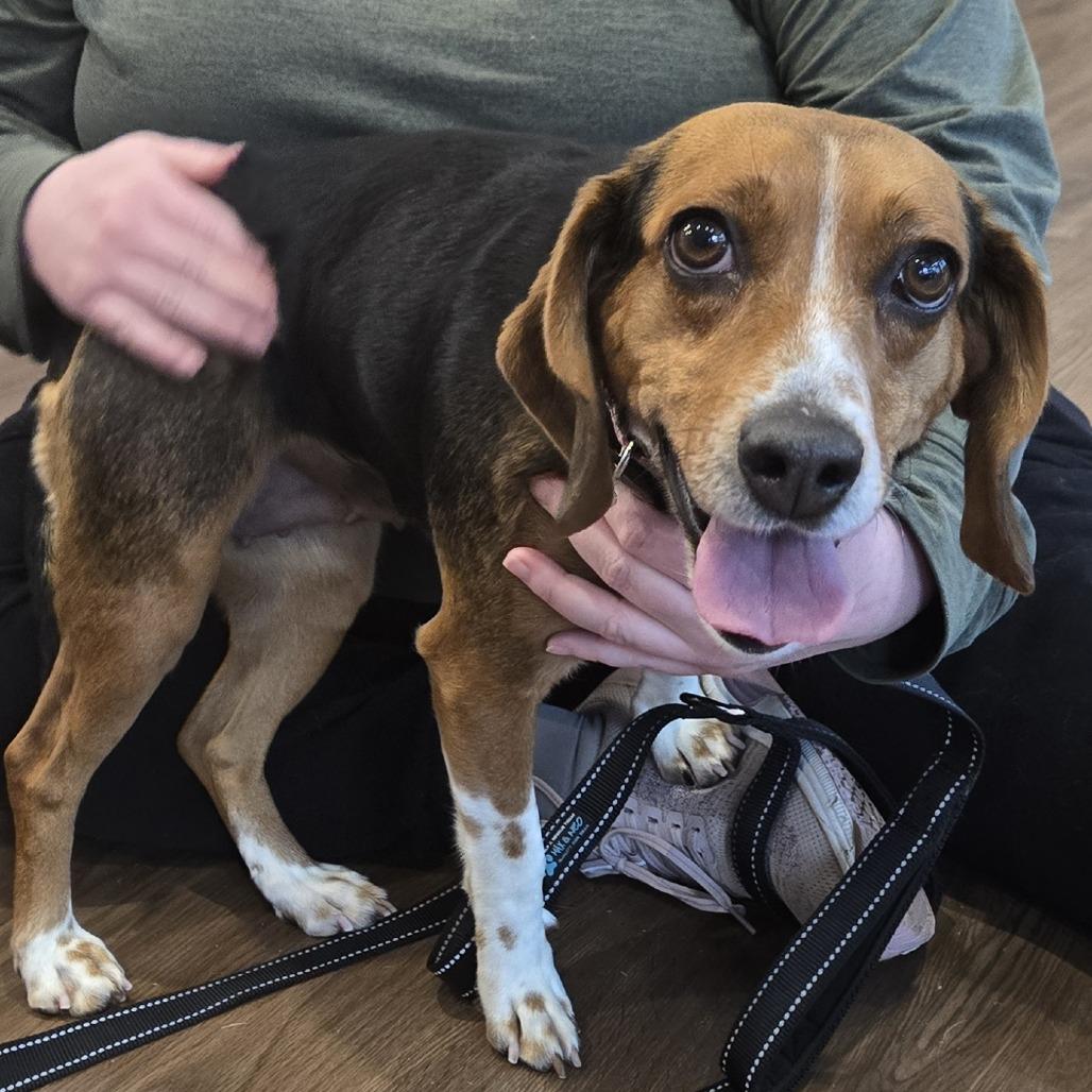 Dolly, Adoptable, Adult Female Beagle.