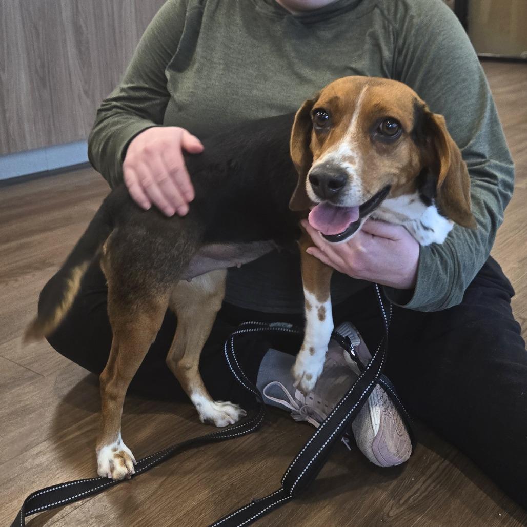 Enlarge Dolly, a Adoptable Beagle in Nashville, IN image 3/6