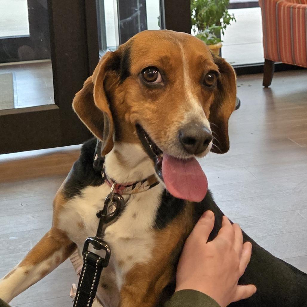 Enlarge Dolly, a Adoptable Beagle in Nashville, IN image 4/6