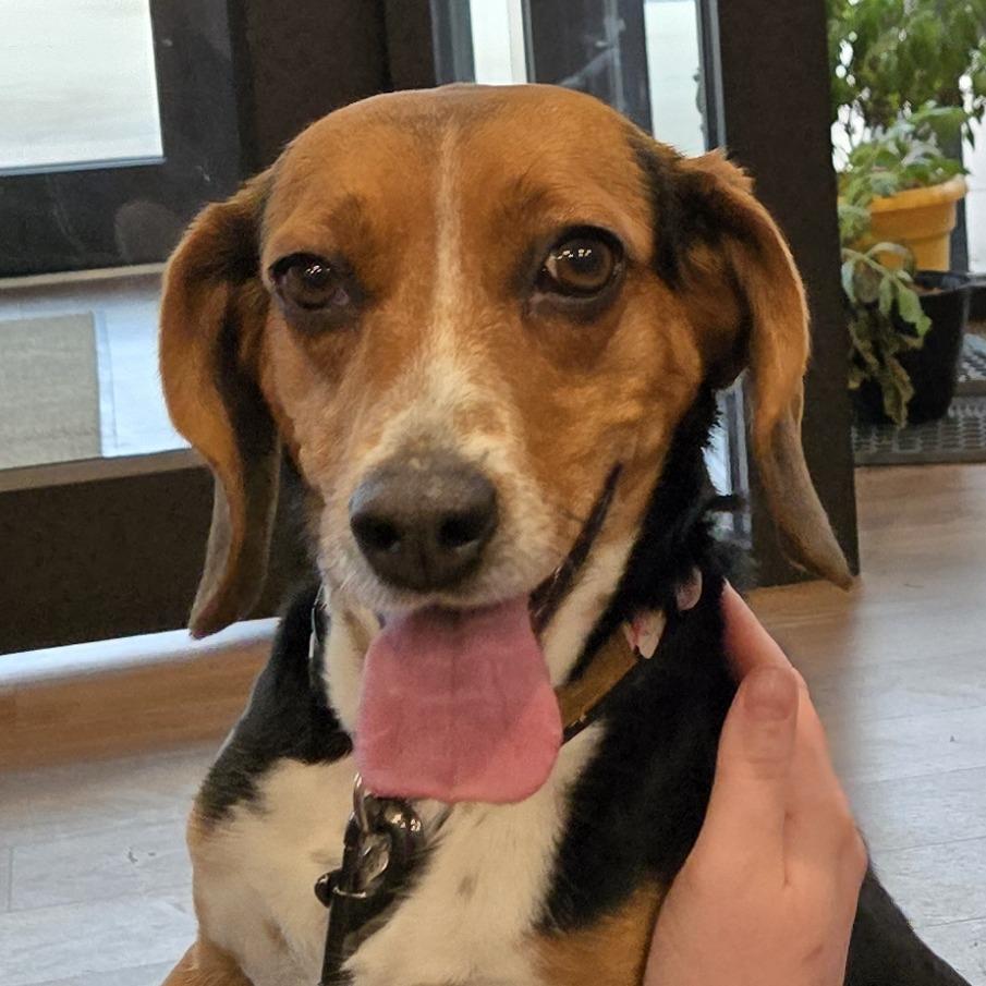Enlarge Dolly, a Adoptable Beagle in Nashville, IN image 5/6