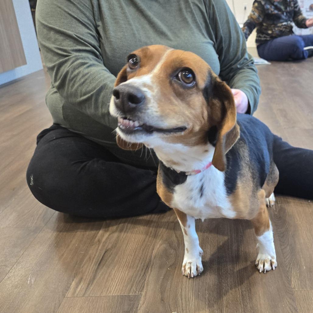 Enlarge Dolly, a Adoptable Beagle in Nashville, IN image 6/6
