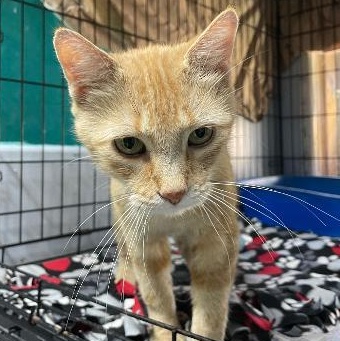 Enlarge Sally, a Adopted Domestic Short Hair in Spencer, IN image 2/3