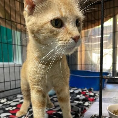 Enlarge Sally, a Adopted Domestic Short Hair in Spencer, IN image 3/3